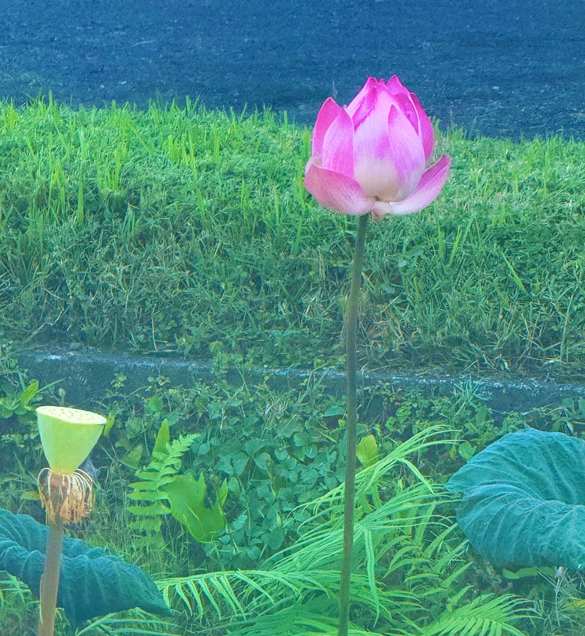 eva-di-pierro-blog-when-love-asks-more