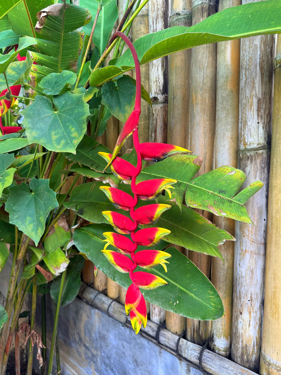 eva-di-pierro-case-history-