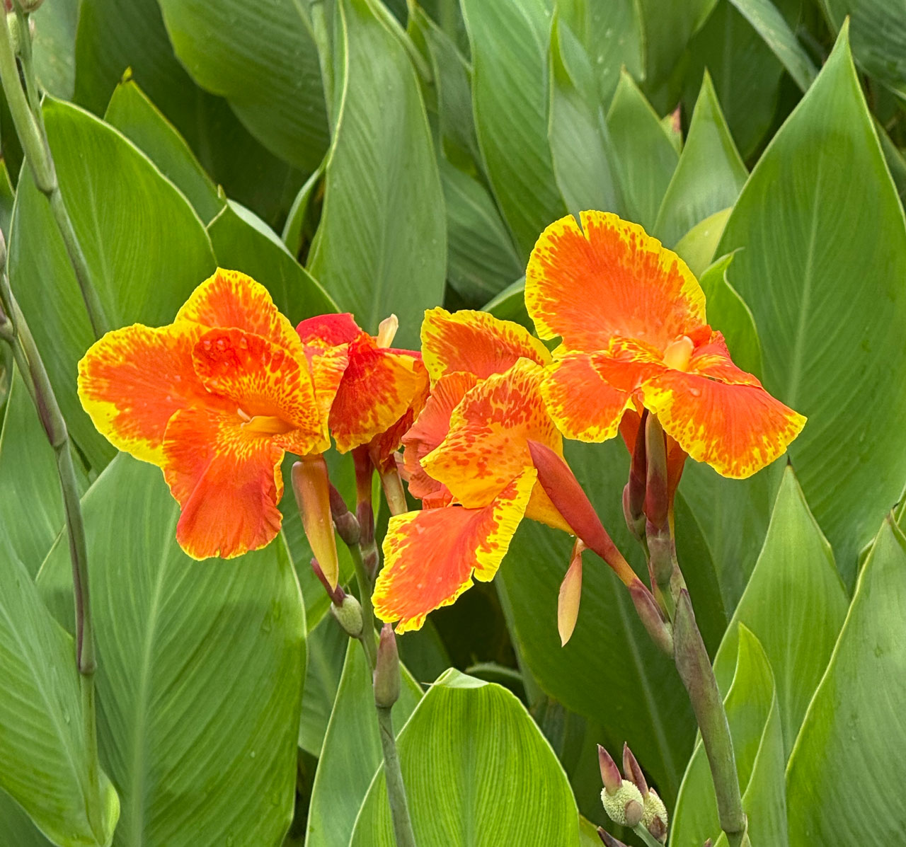 eva-di-pierro-case-history-