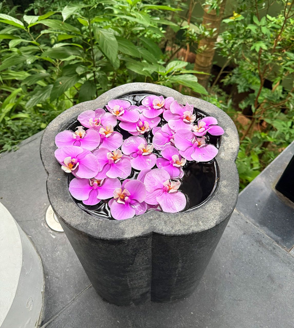 eva-di-pierro-case-history-