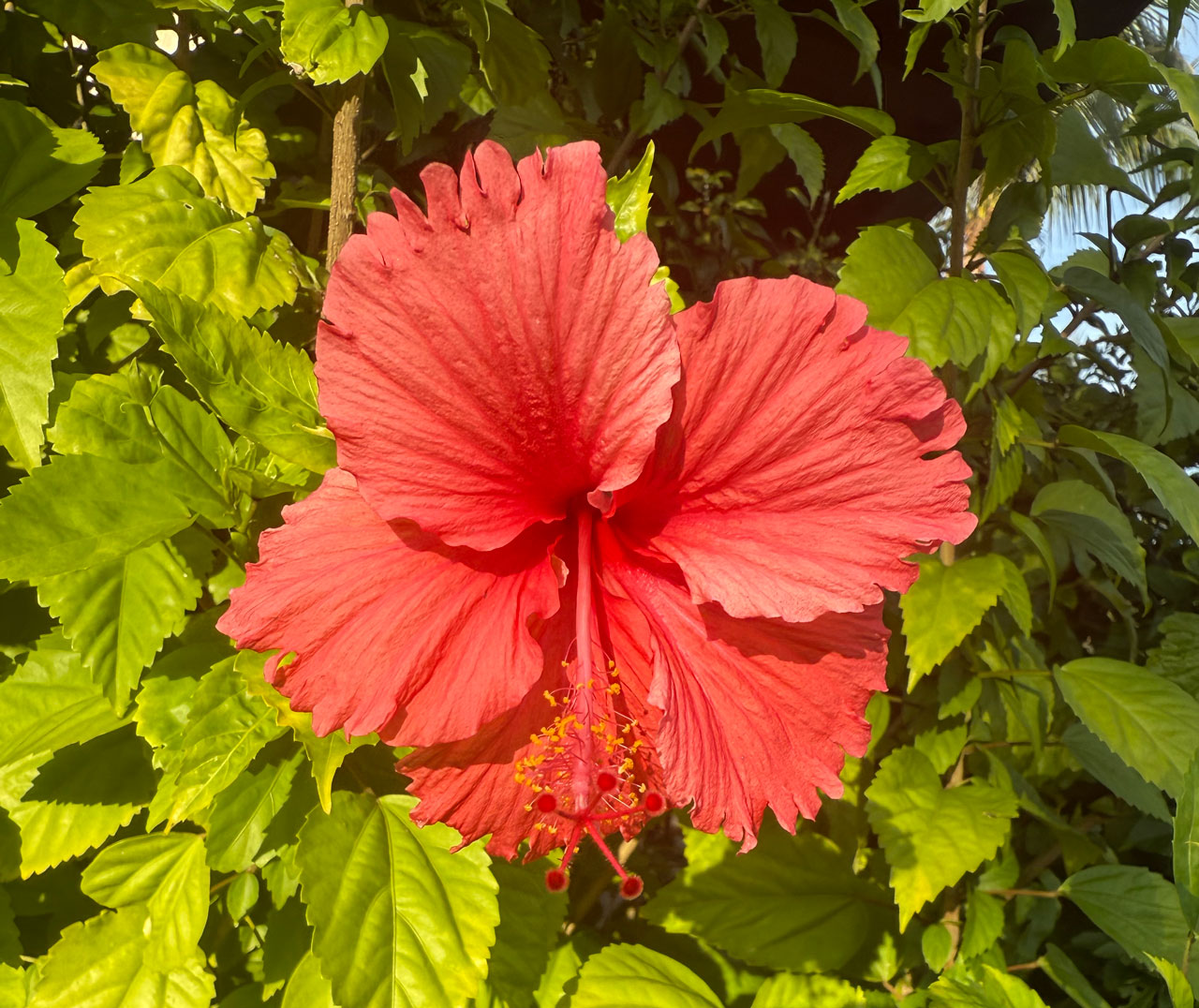 eva-di-pierro-case-history-