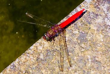 075-a-glimpse-of-eva-di-pierro