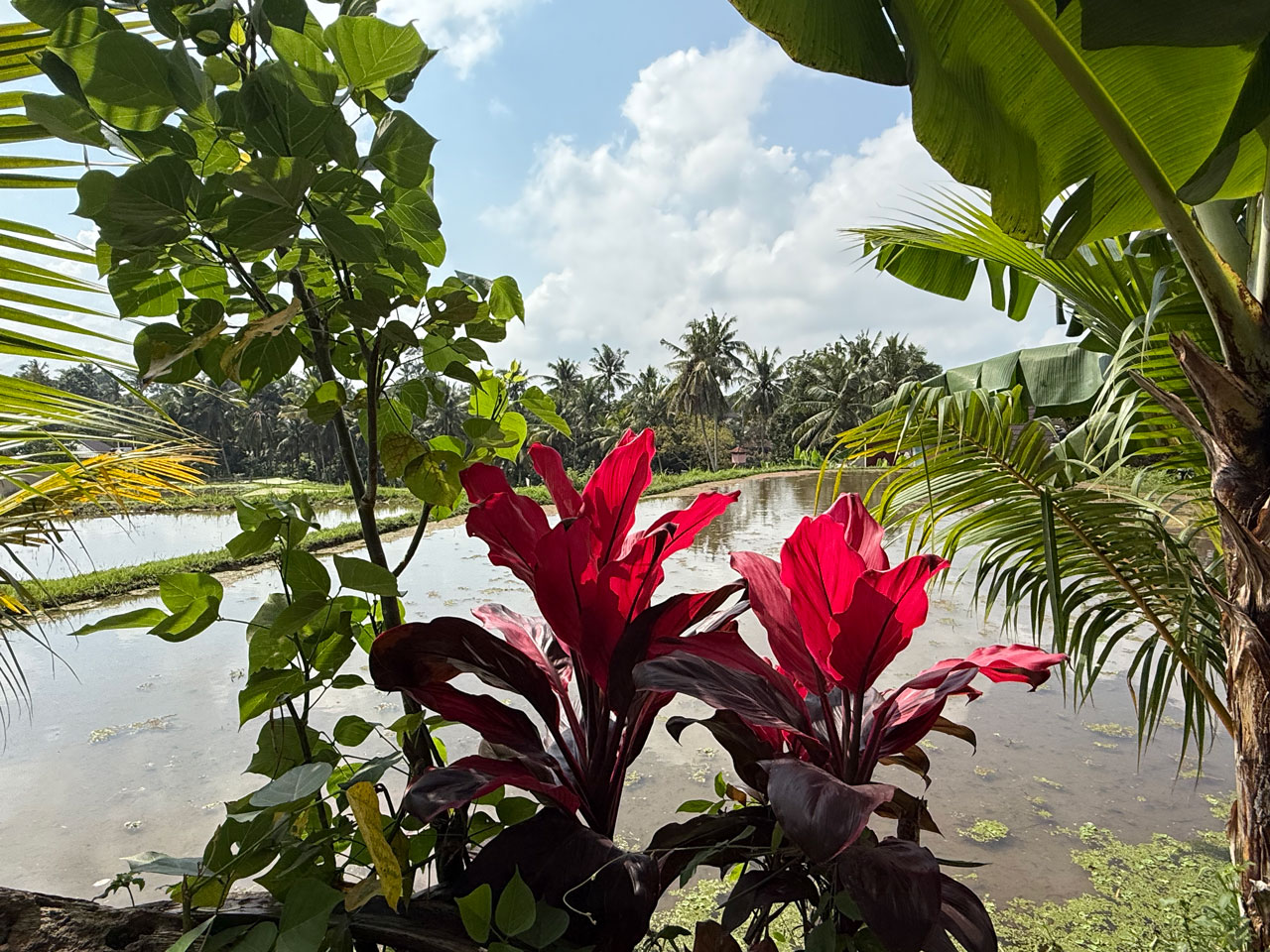 eva-di-pierro-case-history-banner